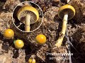 Protostropharia semiglobata-amf1796-1